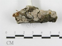 登錄號:F0016679藏品圖，第5張