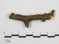 登錄號:F0016680藏品圖，第1張