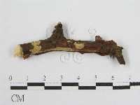 登錄號:F0016680藏品圖，第3張