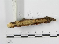 登錄號:F0016680藏品圖，第4張