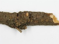 登錄號:F0016684藏品圖，第5張