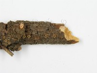 登錄號:F0016684藏品圖，第6張