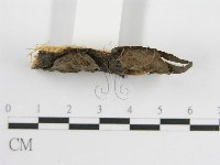登錄號:F0016685藏品圖，第4張