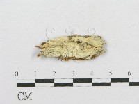 登錄號:F0016696藏品圖，第1張