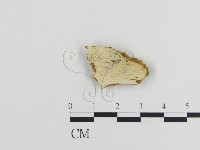 登錄號:F0016704藏品圖，第1張