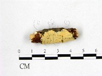 登錄號:F0016713藏品圖，第1張