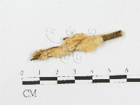 登錄號:F0016718藏品圖，第1張