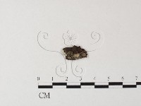 登錄號:F0016724藏品圖，第3張