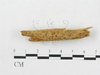 登錄號:F0016725藏品圖，第1張
