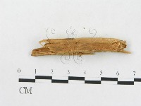 登錄號:F0016725藏品圖，第4張