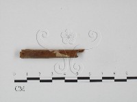 登錄號:F0016726藏品圖，第3張