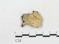 登錄號:F0016729藏品圖，第1張