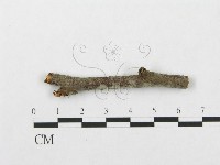 登錄號:F0016733藏品圖，第1張