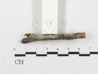 登錄號:F0016733藏品圖，第3張