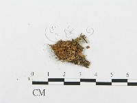 登錄號:F0016741藏品圖，第1張