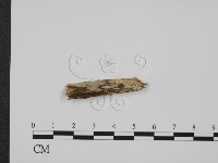 登錄號:F0016745藏品圖，第1張