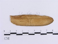 登錄號:F0016752藏品圖，第3張