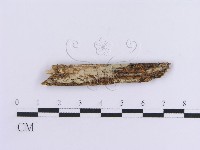 登錄號:F0016758藏品圖，第1張