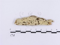 登錄號:F0016759藏品圖，第1張