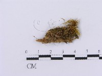 登錄號:F0016760藏品圖，第3張