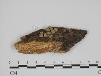 登錄號:F0016765藏品圖，第1張