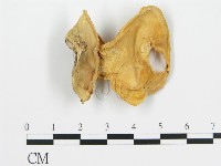 登錄號:F0016776藏品圖，第1張