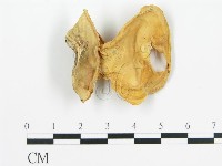 登錄號:F0016776藏品圖，第3張