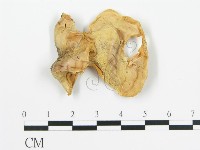 登錄號:F0016776藏品圖，第4張