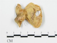 登錄號:F0016776藏品圖，第5張