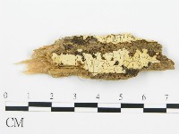 登錄號:F0016777藏品圖，第1張