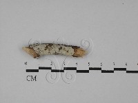 登錄號:F0016783藏品圖，第1張