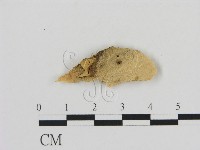 登錄號:F0016785藏品圖，第1張