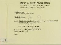 絲齒菌屬藏品圖，第2張