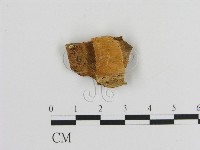 絲齒菌屬藏品圖，第1張