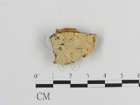 絲齒菌屬藏品圖，第3張