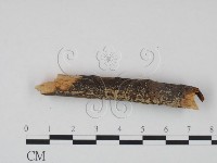 登錄號:F0016789藏品圖，第3張