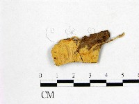 登錄號:F0016794藏品圖，第1張