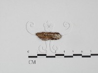 登錄號:F0016796藏品圖，第3張