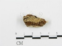 登錄號:F0016805藏品圖，第1張