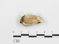 登錄號:F0016805藏品圖，第3張