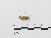 登錄號:F0016806藏品圖，第3張