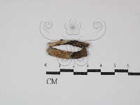 登錄號:F0016812藏品圖，第1張