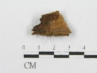 筍殼菌屬藏品圖，第3張