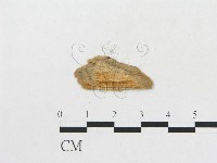 登錄號:F0016822藏品圖，第1張
