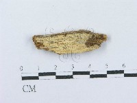 射脈菌屬藏品圖，第1張