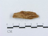 射脈菌屬藏品圖，第3張