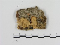 登錄號:F0016833藏品圖，第1張