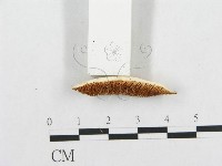 登錄號:F0016841藏品圖，第4張