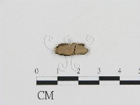 登錄號:F0016853藏品圖，第1張