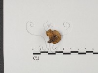 登錄號:F0016859藏品圖，第3張